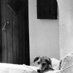 Chien
