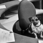 Chien PDG