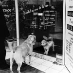 Chiens vitrine
